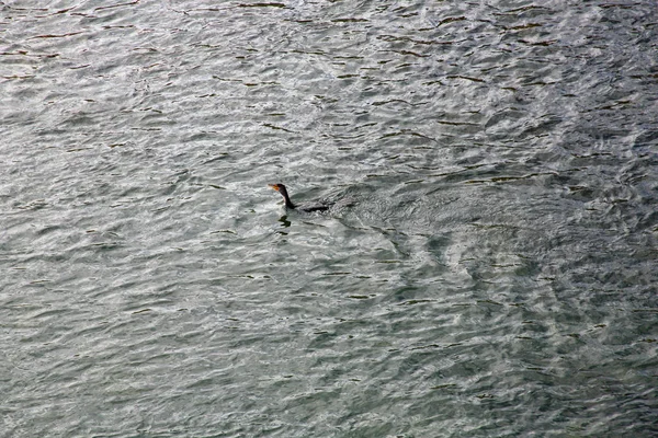 Kormoran schwimmt im mit Wellen gefüllten Wasser — Stockfoto