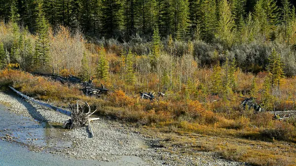 Bow river valley from a high vantage point — Stock Photo, Image