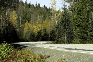 Ormandaki bir yolda viraj
