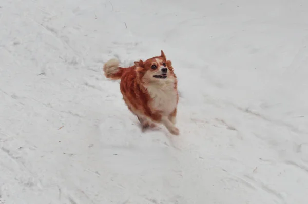 Ένας σκύλος τρέχει στο χιόνι. — Φωτογραφία Αρχείου