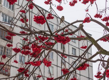  rowan üzerinde baştankara