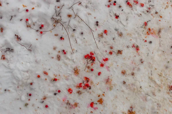 Рябина ягоды лежат на снегу — стоковое фото