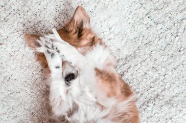 köpek onun pençeleri uzanır ve muzzle.concept utancını, utangaçlık kapatır. köpek eğlenceli