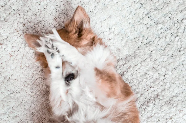 Dog stretches his paws and closes his muzzle.concept shame, shyness. dog has fun — Stock Photo, Image