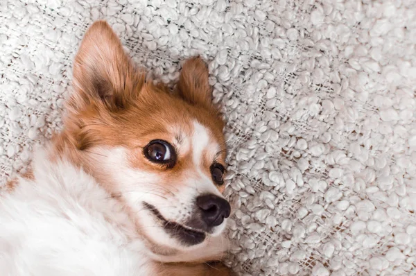 Close-up πορτρέτο ενός σκύλου με ένα αστείο βλέμμα — Φωτογραφία Αρχείου