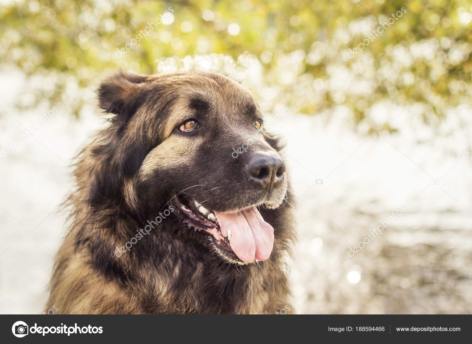 Portrait Dun Chien De Près à Leau Race De Chien Chien De