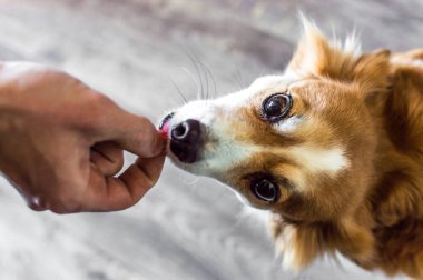 köpek ve adam'ın el. kavram arkadaş
