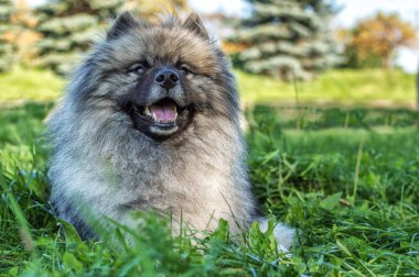 (Alman wolfspitz) Keeshond doğurmak yaz güneşli gün sokakta köpek. Bir köpek portreleri