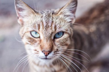 mavi gözlü bir kedi portresi yakın çekim