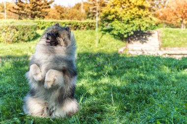 (Alman wolfspitz) Keeshond doğurmak yaz güneşli gün sokakta köpek. Bir köpek portreleri