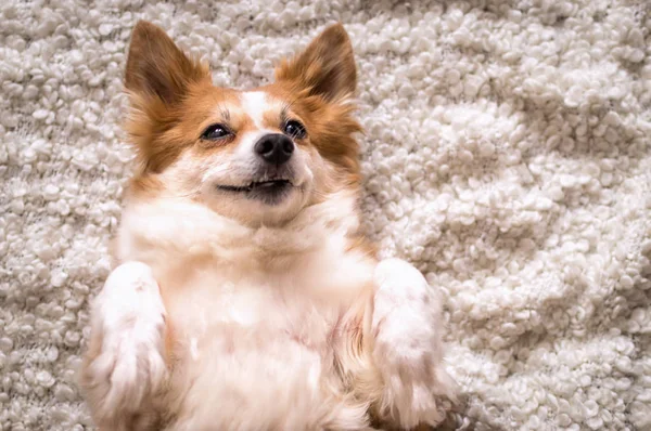 O cão está em umas costas — Fotografia de Stock