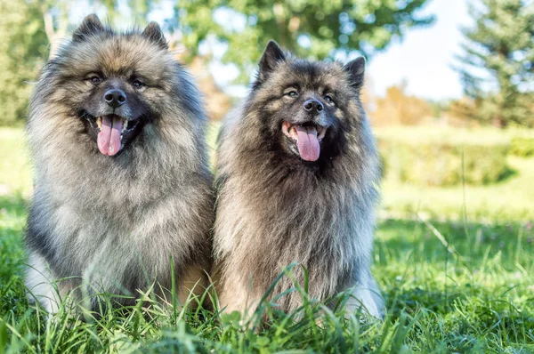 Hund der Rasse Keeshond (der deutsche Wolfspitz) auf der Straße an einem sonnigen Sommertag. Porträts eines Hundes — Stockfoto