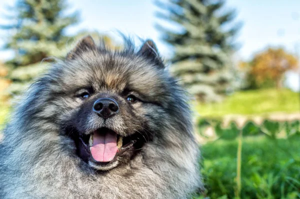 Dog of breed of Keeshond (the German wolfspitz) on the street in summer sunny day. Portraits of a dog — Stock Photo, Image