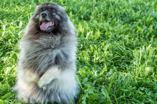 Dog of breed of Keeshond (the German wolfspitz) on the street in summer sunny day. Portraits of a dog — Stock Photo, Image