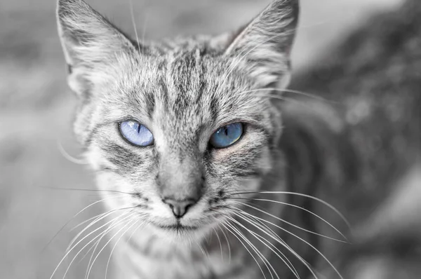 Mavi gözlü bir kedi portresi yakın çekim — Stok fotoğraf