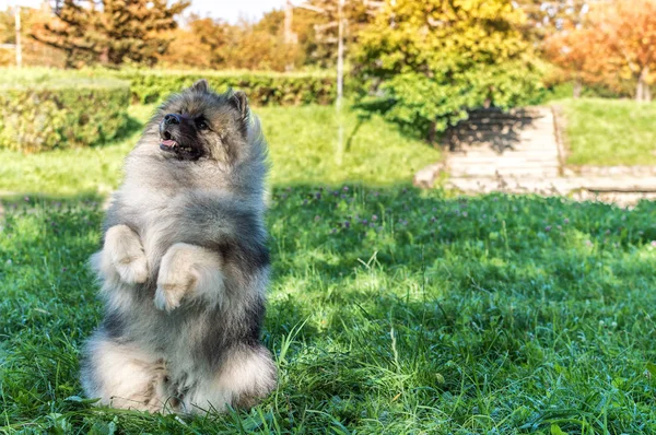 Dog of breed of Keeshond (the German wolfspitz) on the street in summer sunny day. Portraits of a dog — Stock Photo, Image