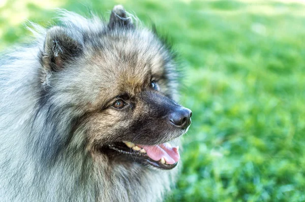 Hund der Rasse Keeshond (der deutsche Wolfspitz) auf der Straße an einem sonnigen Sommertag. Porträts eines Hundes — Stockfoto