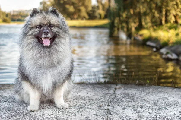 Dog of breed of Keeshond (the German wolfspitz) on the street in summer sunny day. Portraits of a dog — Stock Photo, Image
