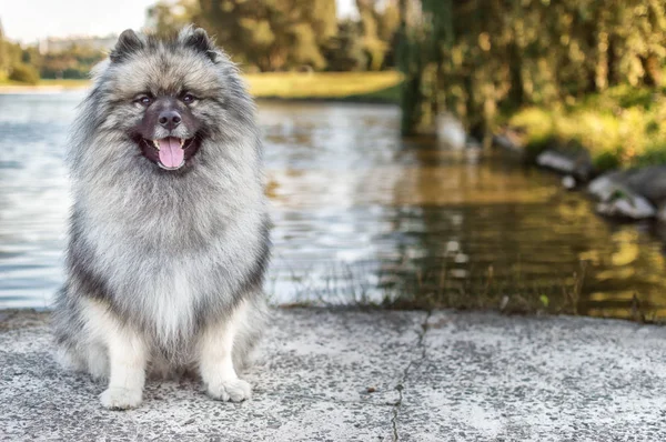 Cão da raça de Keeshond (o lobo alemão spitz) na rua no dia ensolarado de verão. Retratos de um cão — Fotografia de Stock