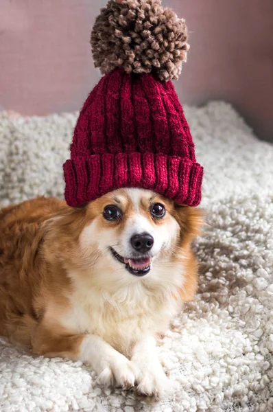 Πορτραίτο σκύλου σε ένα καπάκι χειμώνα — Φωτογραφία Αρχείου