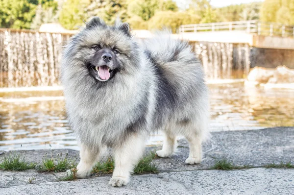 (Alman wolfspitz) Keeshond doğurmak yaz güneşli gün sokakta köpek. Bir köpek portreleri