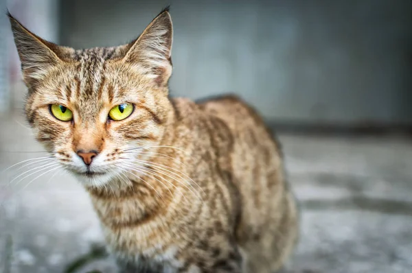 Szary kot cienkie z żółtym oczy portret na ulicy — Zdjęcie stockowe
