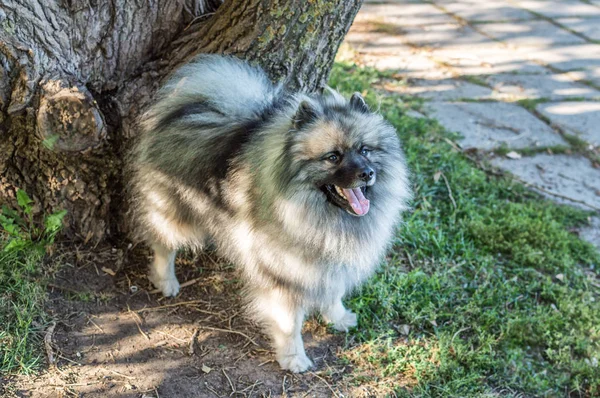 Cane di razza di Keeshond (il wolfspitz tedesco) sulla strada in giorno soleggiato estivo. Ritratti di un cane — Foto Stock