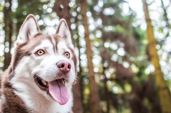Porträt eines Hundes der Rasse Huskies aus nächster Nähe — Stockfoto