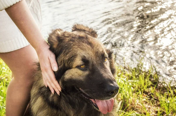 若い女性は、犬をアイロンかけ。人の概念の犬友達 — ストック写真