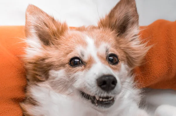 Close-up portrait of dog corgi breeds — Stock Photo, Image