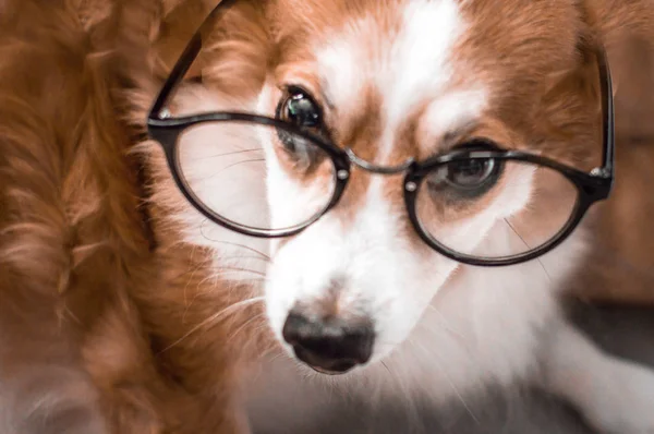 Πορτρέτο του ένα close-up σκύλος με γυαλιά — Φωτογραφία Αρχείου