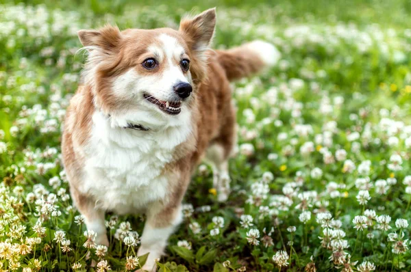 Portret van een hond van het RAS voor een corgi buitenshuis — Stockfoto