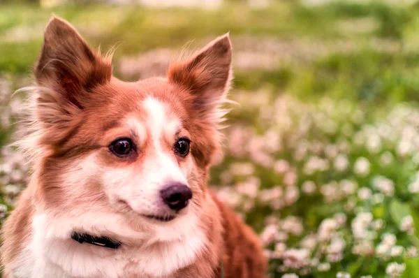 Portrait of a dog of breed of a corgi outdoors — Stock Photo, Image