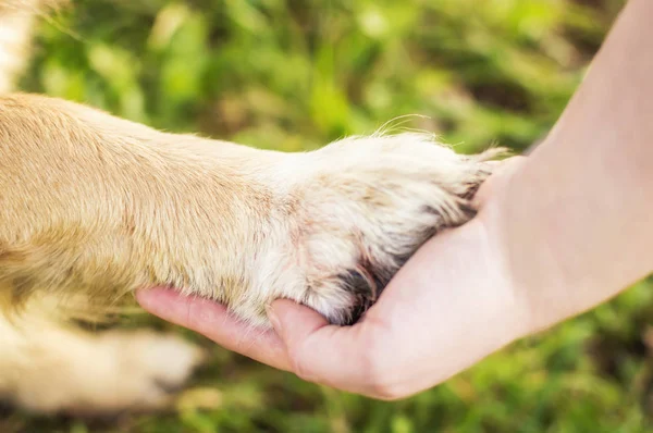 Hond poot en menselijke handhand van een hond en een persoon close-up. concept hond vriend van de persoon Stockafbeelding