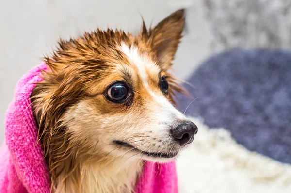 Retrato de um cão close-up envolto em uma toalha após o banho — Fotografia de Stock