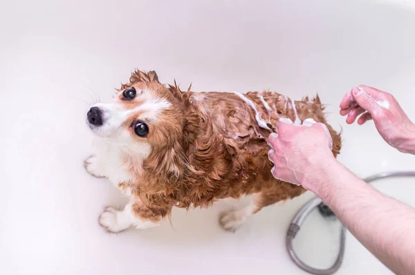 O homem lava o cão na casa de banho. conceito de cuidado do cão — Fotografia de Stock