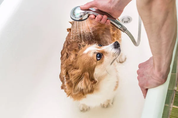 Homem tomando banho um cão no banheiro — Fotografia de Stock