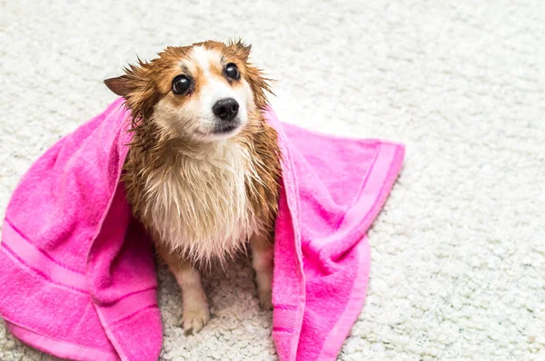 Beyaz bir yatakta havlu ıslak yıkadıktan sonra bir havlu ile köpek oturur