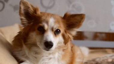 bir köpeğin yakın çekim portre