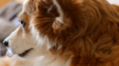 bir köpek esniyor yakın çekim portre