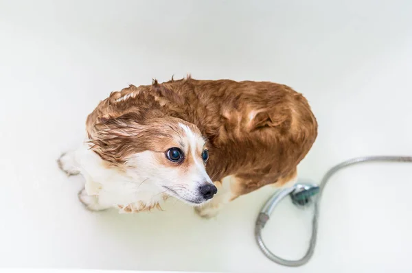Cão está de pé no banheiro molhado — Fotografia de Stock