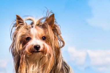 köpek ırkları yorkshire terrier kunduz. mavi bir gökyüzü ve bulutlar karşı yakın çekim portre. Kız