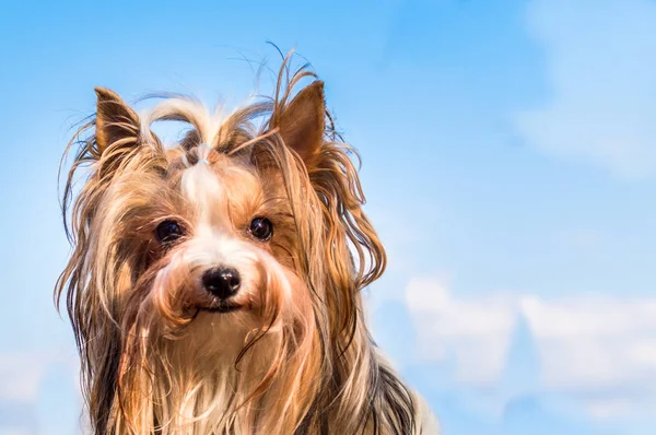Hondenrassen beaver yorkshire Terriër. Close-up portret tegen een blauwe lucht en de wolken. meisje — Stockfoto