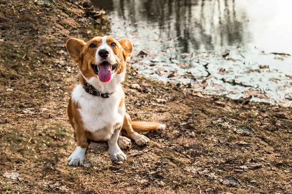 Hond rassen corgi cardigan zit door de rivieroever — Stockfoto