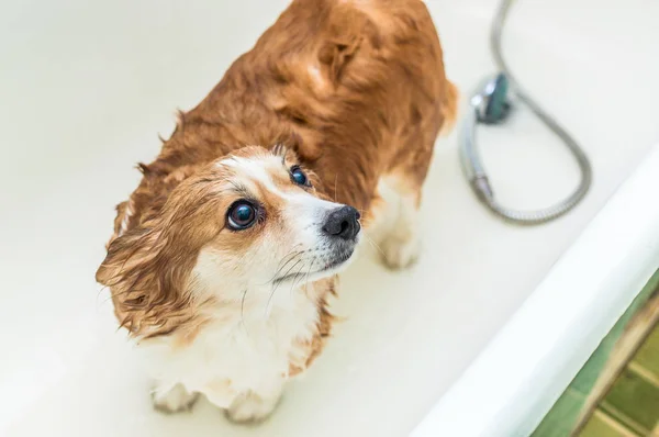 Cão está de pé no banheiro molhado e olhando para o proprietário. conceito de higiene do cão — Fotografia de Stock