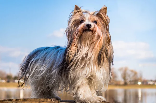Hund züchtet Biber yorkshire Terrier. Nahaufnahme Porträt in voller Länge auf dem Hintergrund des Sees. — Stockfoto