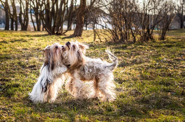 Concept of friendship between dogs. two dogs in the house. — Stock Photo, Image