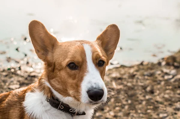 Close-up portrait of a dog corgi cardigan by the river — Stock Photo, Image
