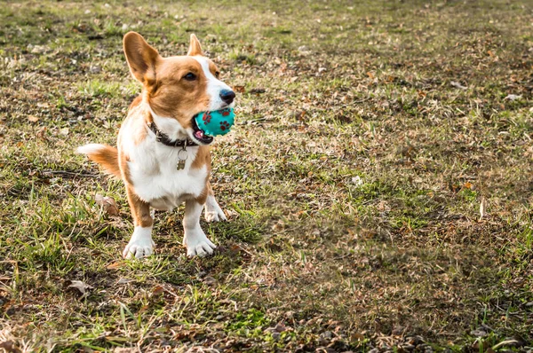 Cardigan de corgi gallois tenant une boule bleue dans la bouche sur un fond d'herbe verte — Photo