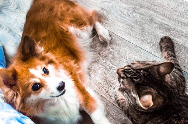 Gray cat and red dog playing together in the apartment. Close-up